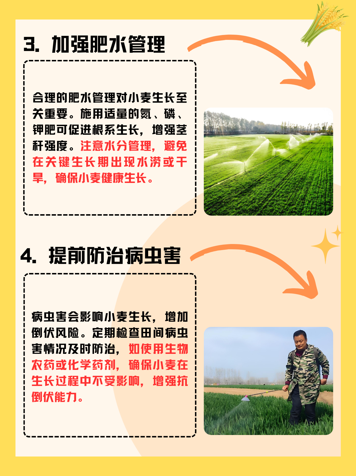 小麦行业：喀麦隆种子种植者对缺乏支持和损失敲响警钟