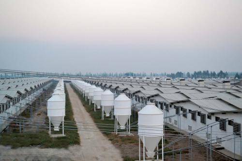 牧原股份拟登陆H股 生猪养殖龙头迈出出海战略重要一步