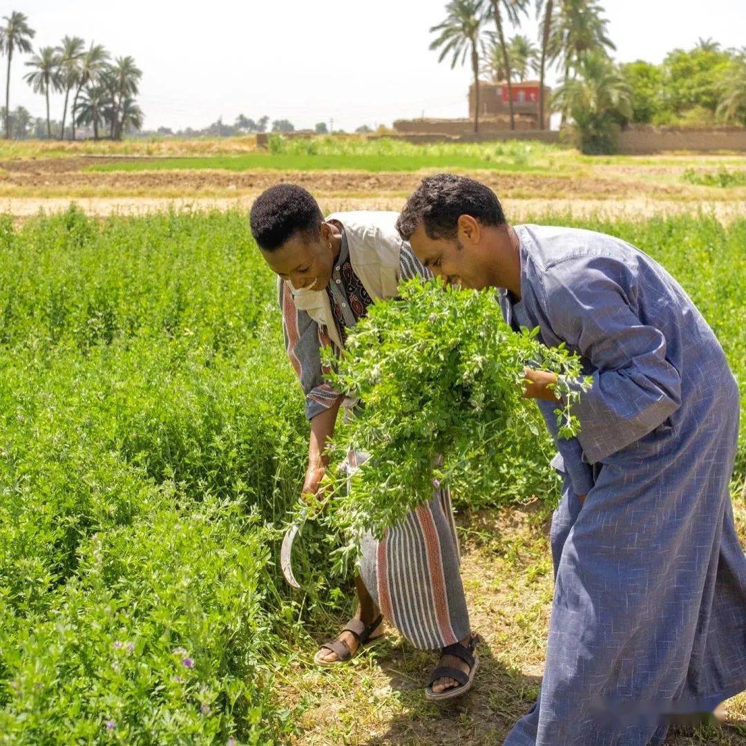 非洲棉花生产商团结起来应对气候冲击和低价格