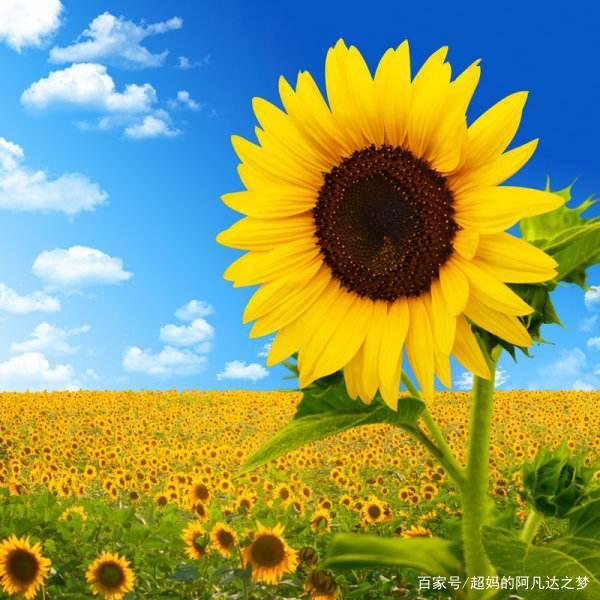 静待花开：一位从产业研究中走来的基金经理