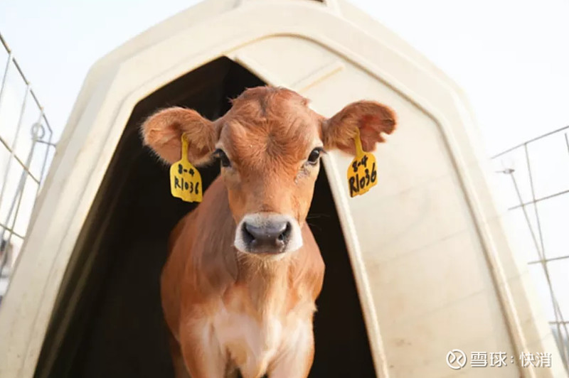 南方乳业IPO二轮问询受监管犀利追问，省外扩张与研发费用真实性成焦点