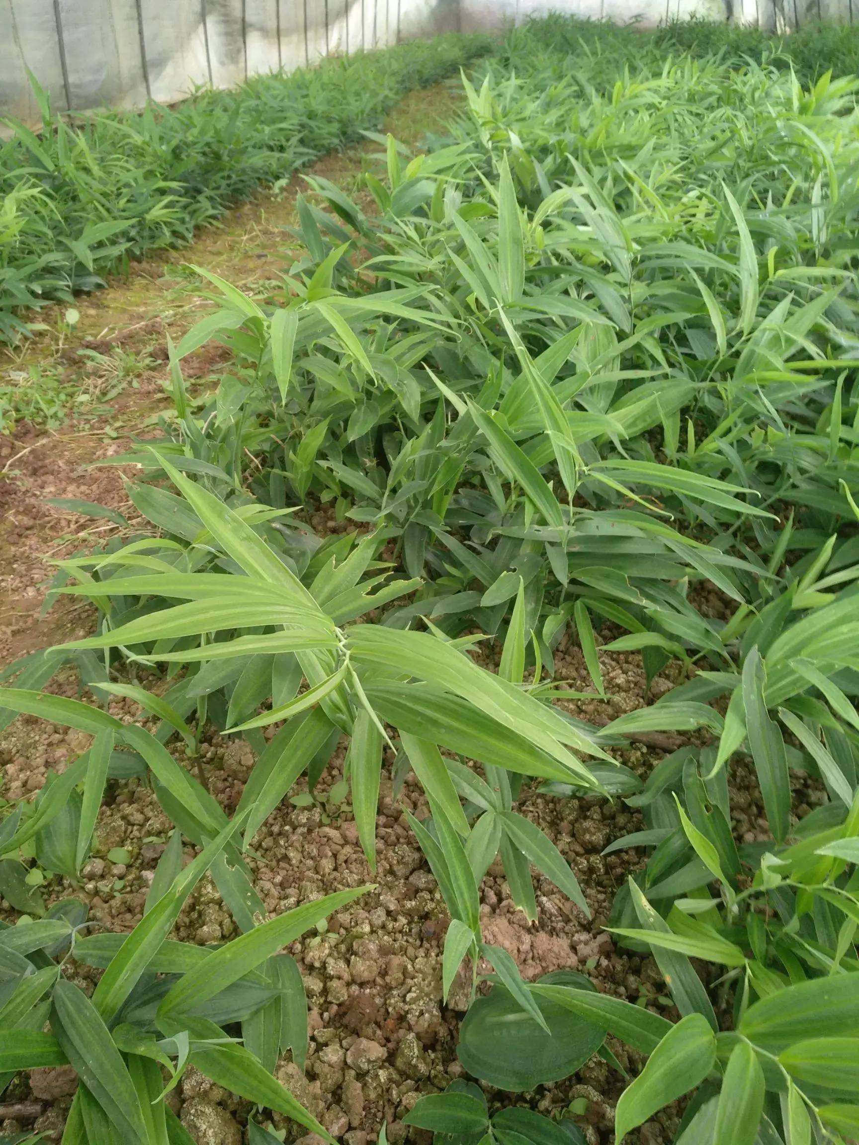 科技让种植规模挣脱人力束缚(念念有余)