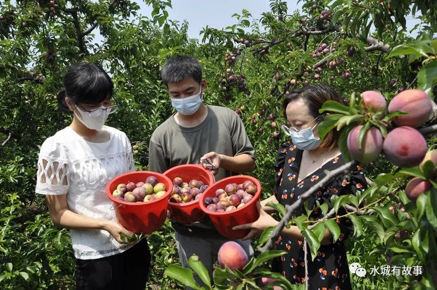 李子园：关于“李子转债”预计触发转股价格修正条件的提示性公告