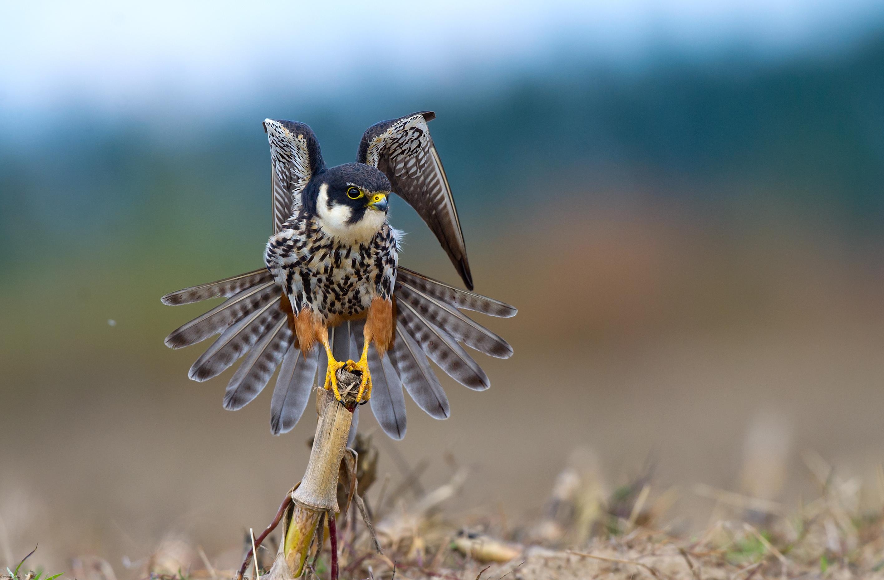 梅雁吉祥录得4天3板