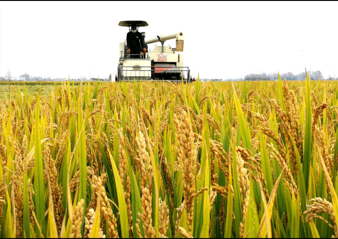 2025年荷兰农产品出口增长8.4%，进口增长11.3%