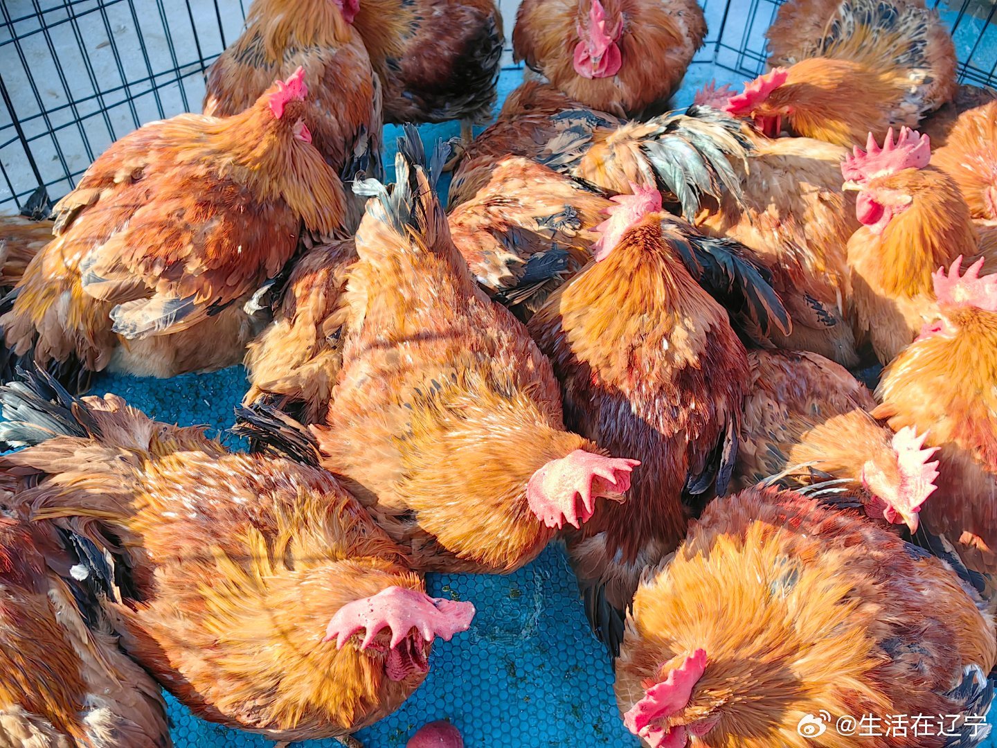 供销大集拟参与竞拍国投农产品60%股权