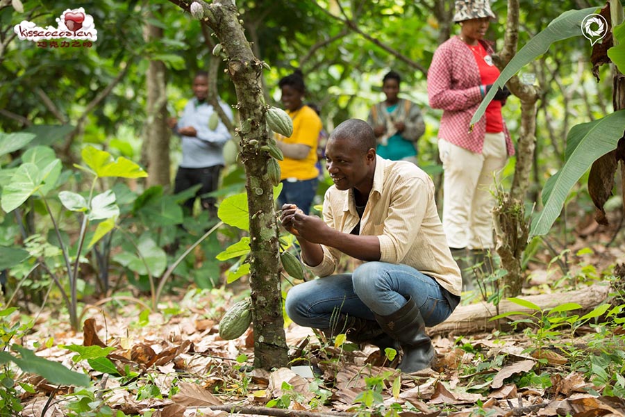 全球可可价格跌破加纳国内收购价