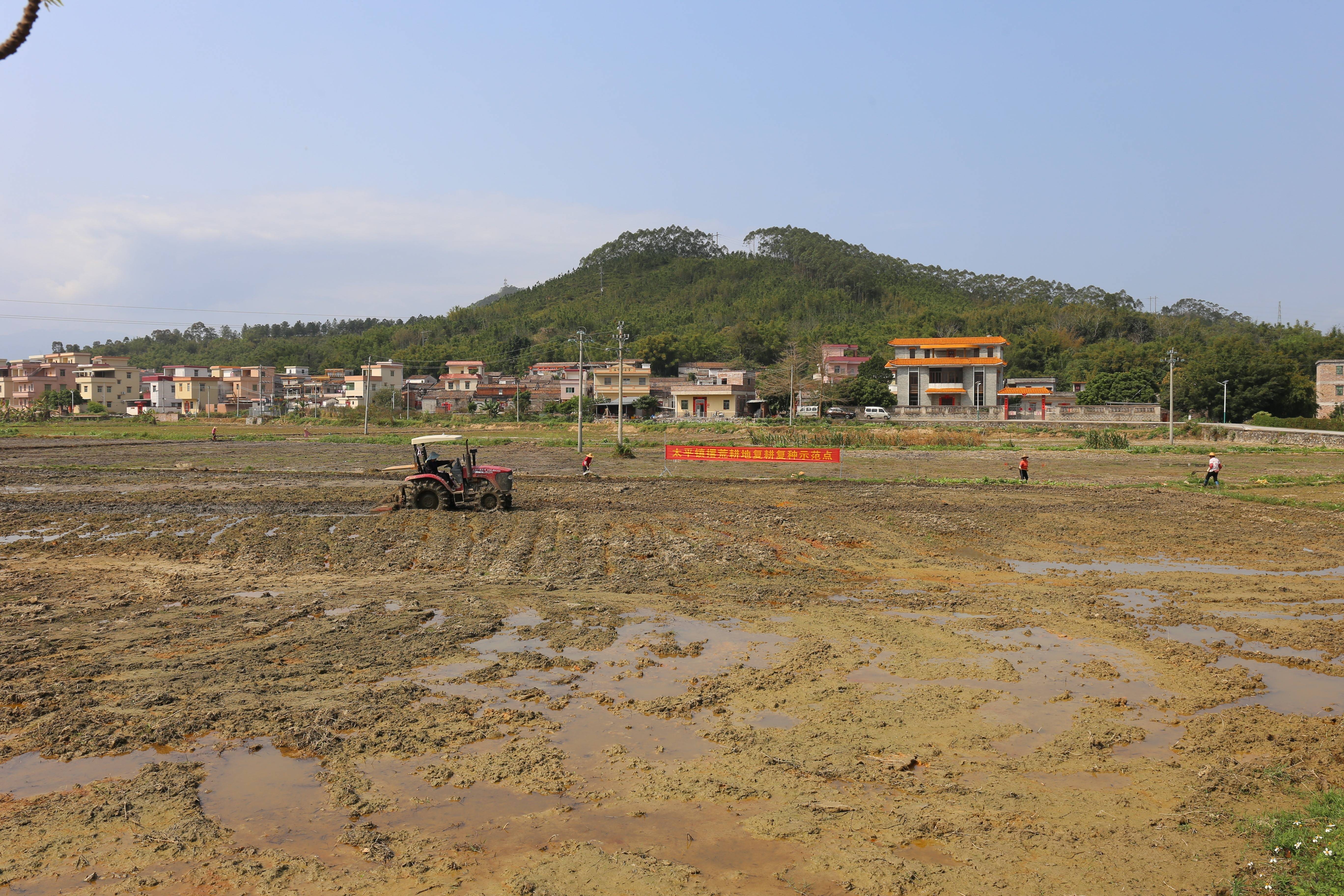 600吨种子，6000公顷耕地：喀麦隆小麦复兴计划提速