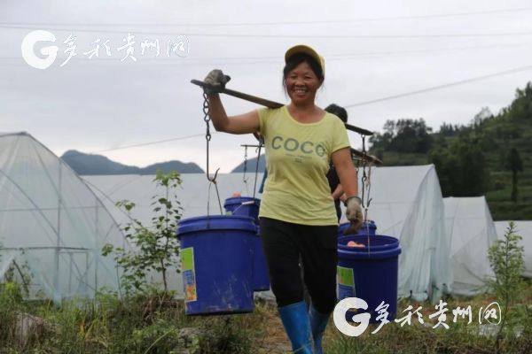 记者手记：从“红果果”到富民“金果果”