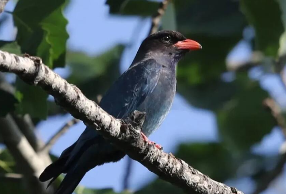 立方风控鸟·早报(3月21日)
