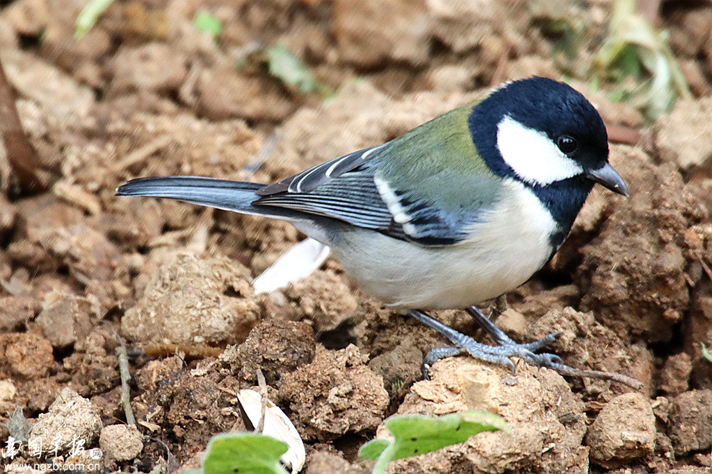 立方风控鸟·早报（3月21日）