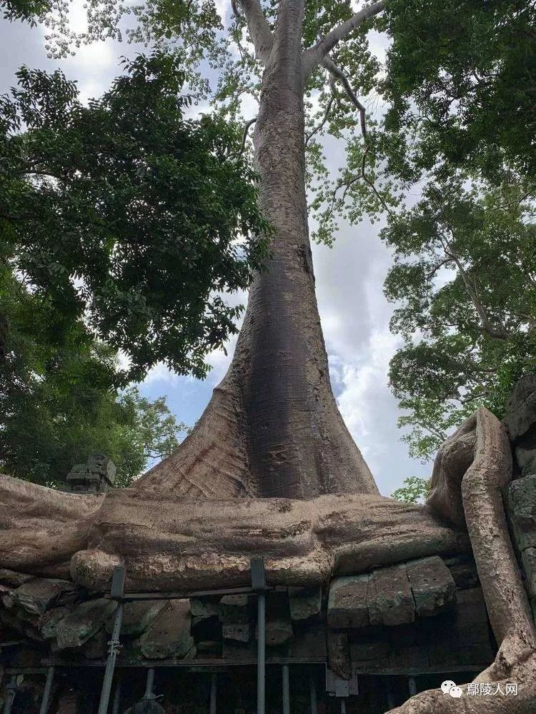 柬埔寨全国土地测量完成率达95%