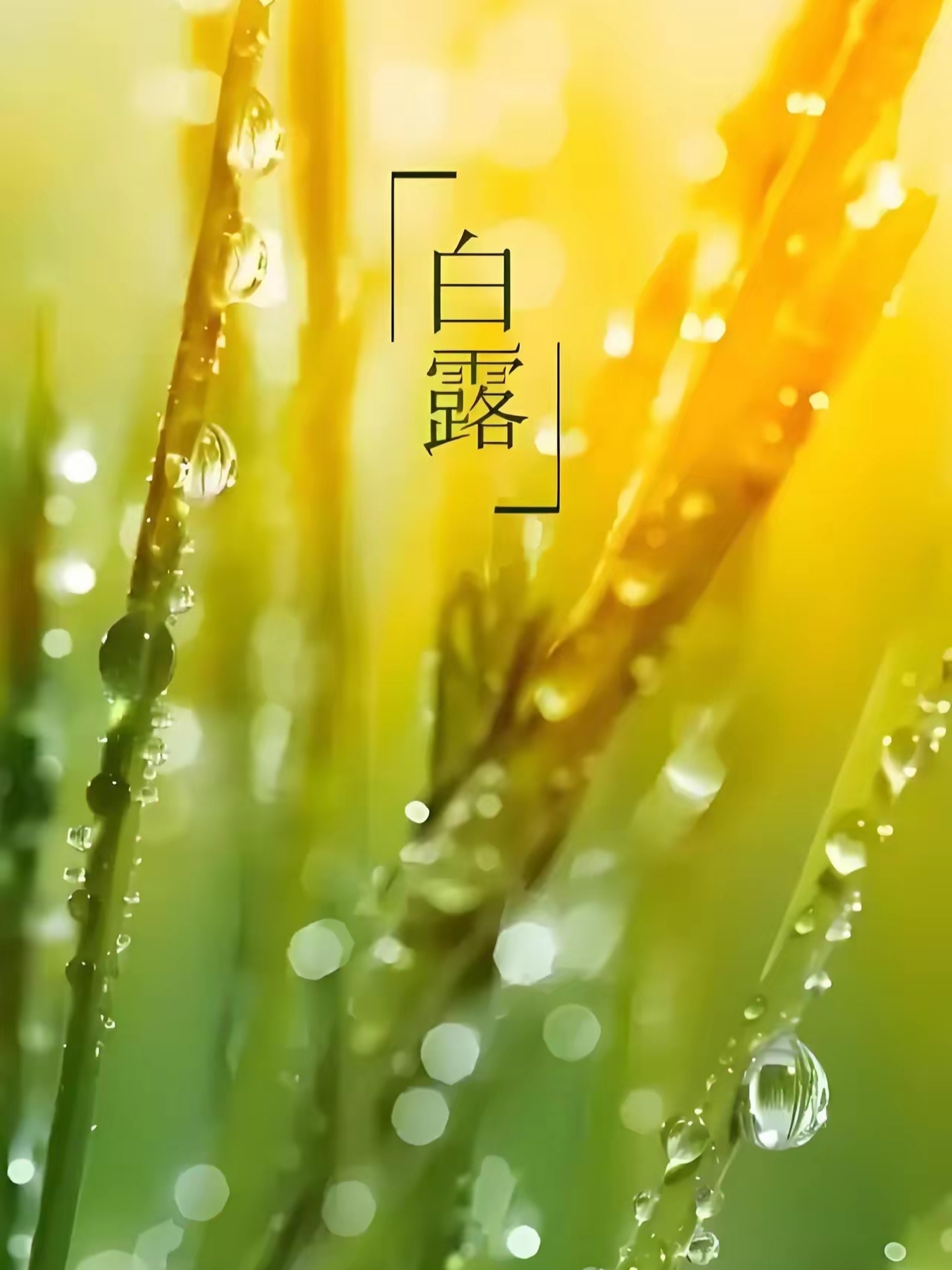 节气物候图鉴：白露至凉意生 全国玉露生凉地图看哪里率先迎秋凉